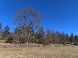 ������� Malmberg