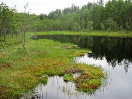Kirnukangas