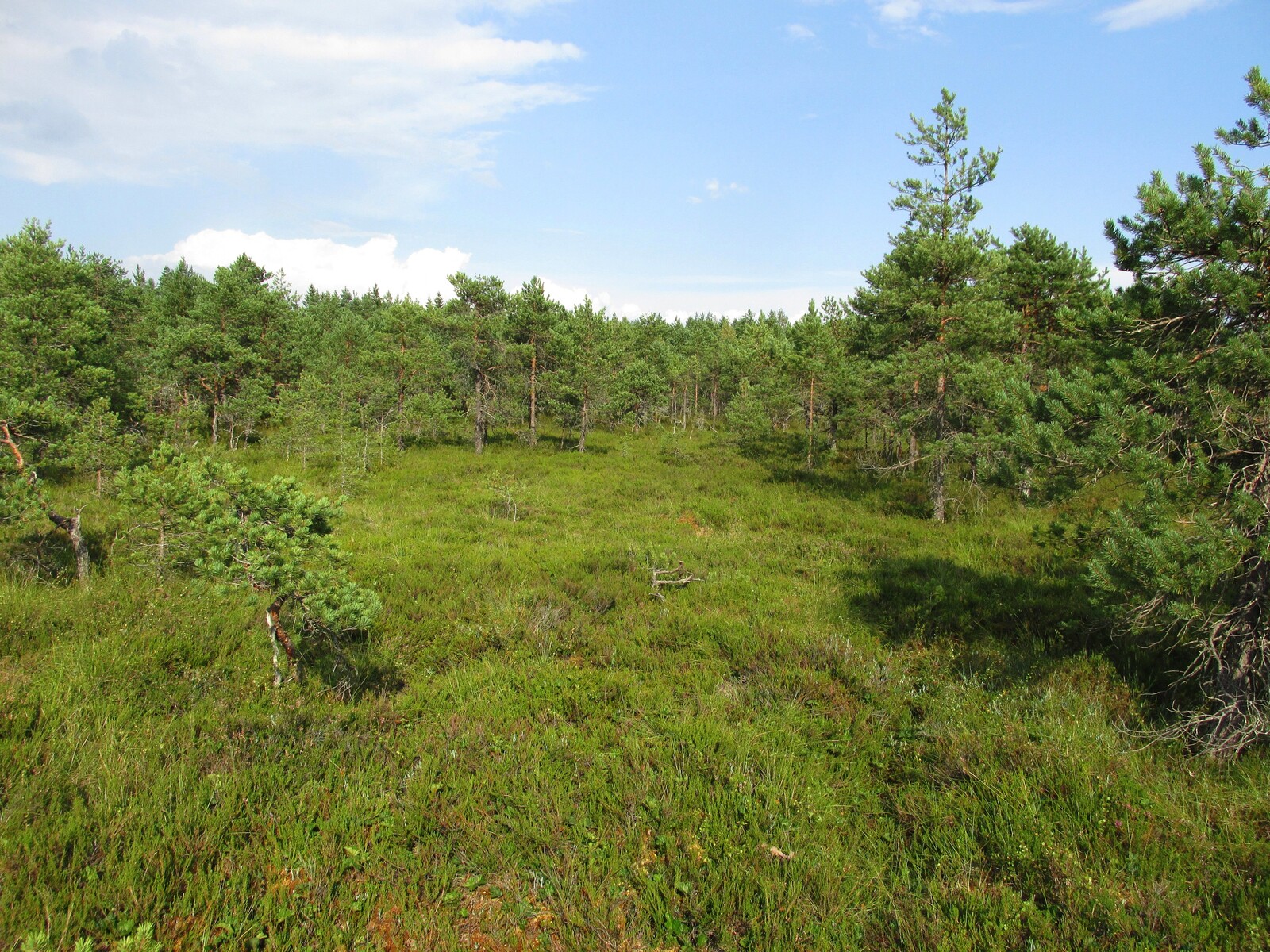      Torronsuo