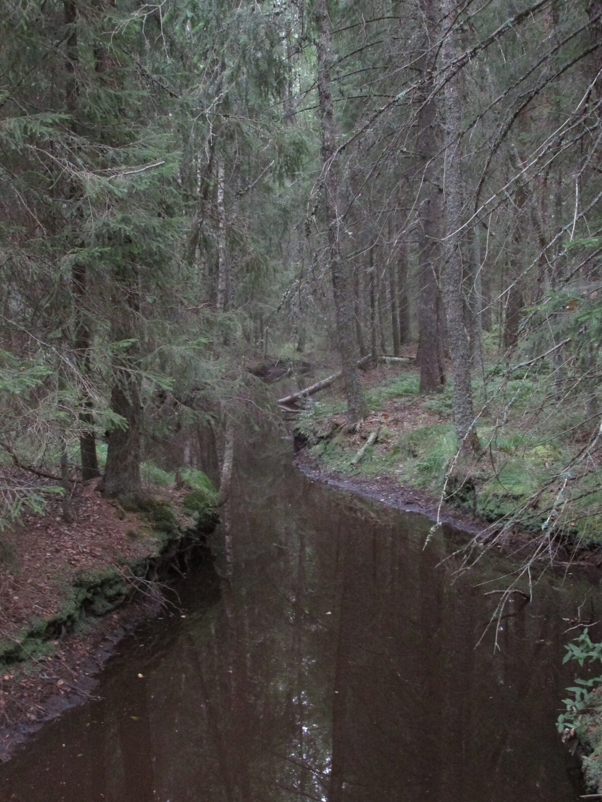  Lehesjoki