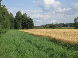      Kalliojärvi