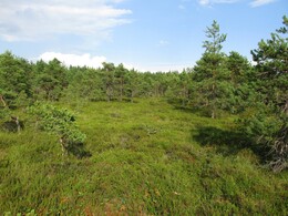      Torronsuo
