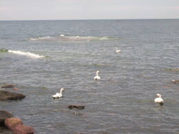 swans