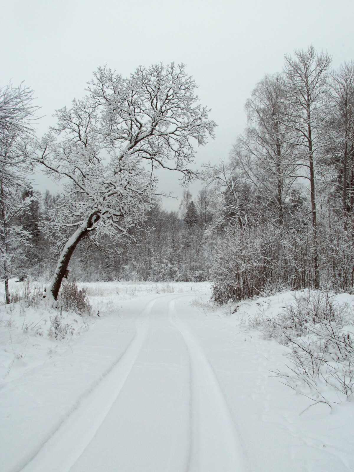  Malmberg,         
