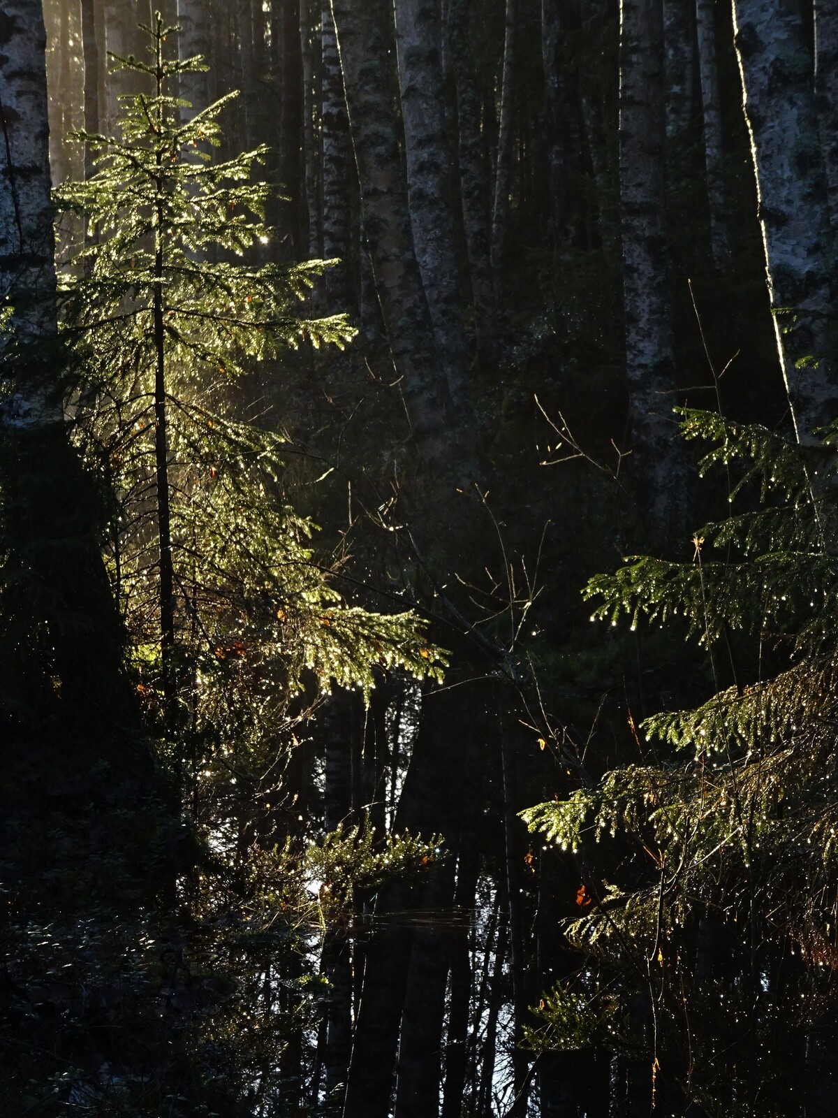 crossing deep drains near the bog