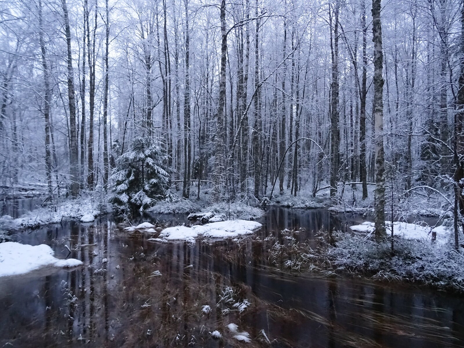 nice forest wor walking