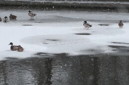     Vääksy