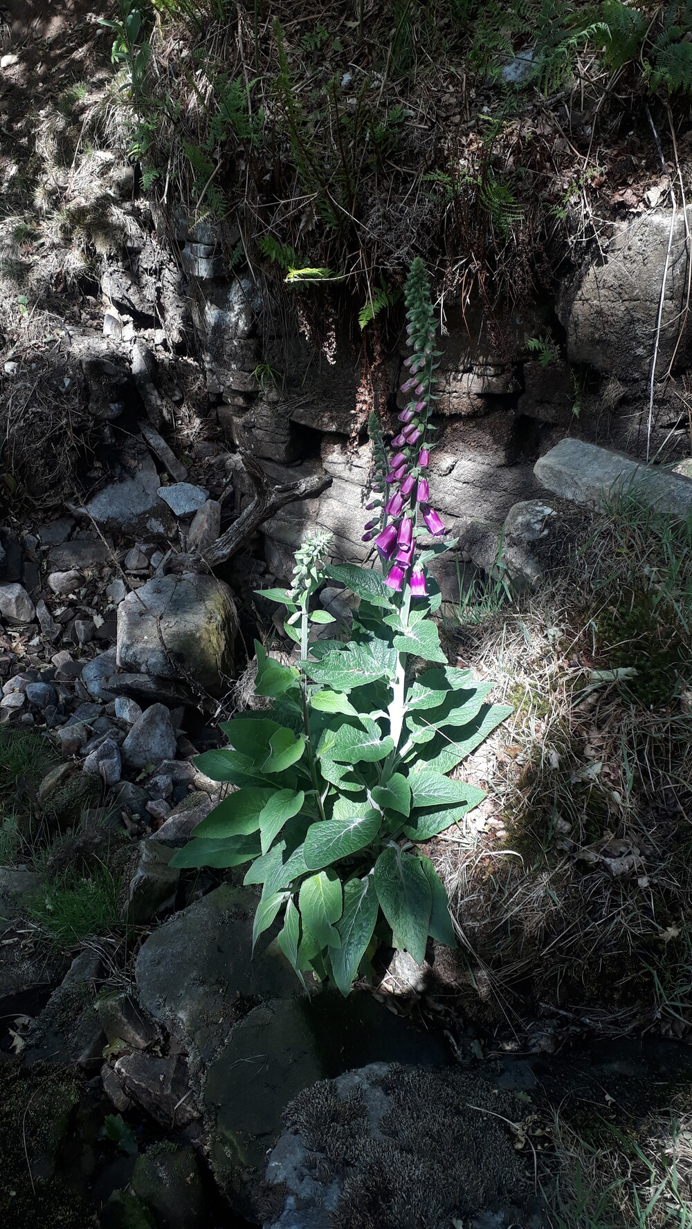 foxgloves/ digitalis / 