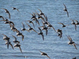...       -   (plovers)