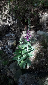 foxgloves/ digitalis / 