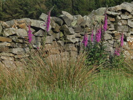 Digitalis / Foxglove / 