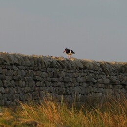Oystercatcher / -