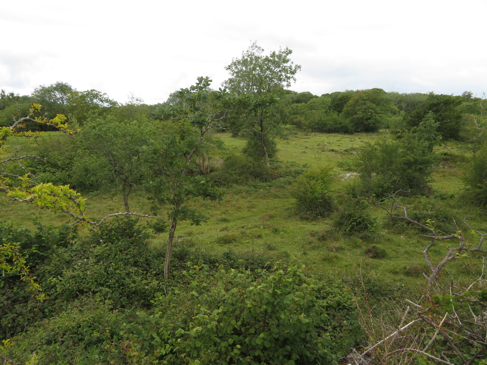    Heald Brow