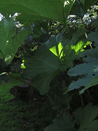 Chilean rhubarb!