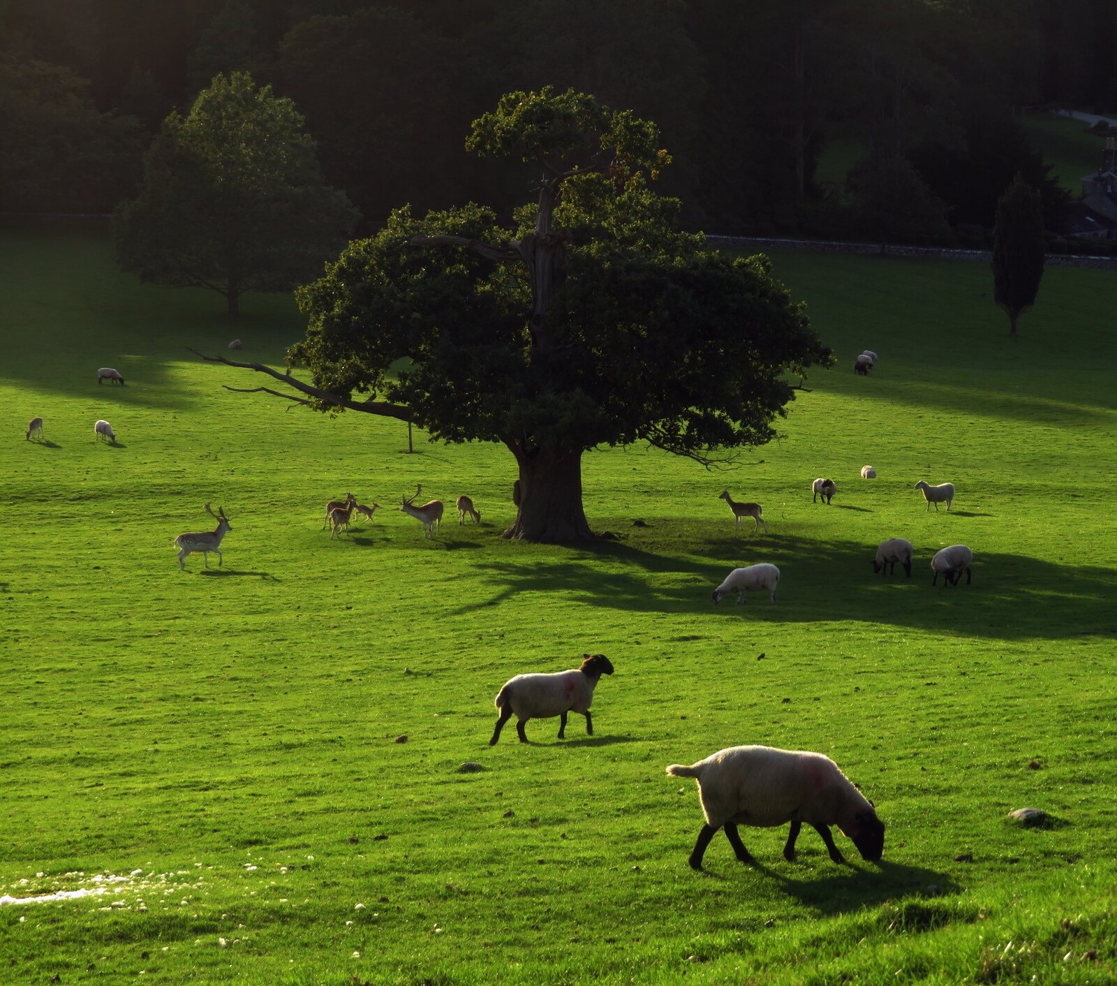 deer park