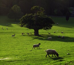 deer park