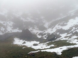 Foxes tarn