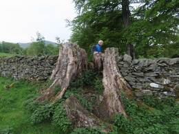 Crossing a wall through the tree trunk