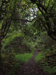 Rhododendron forest