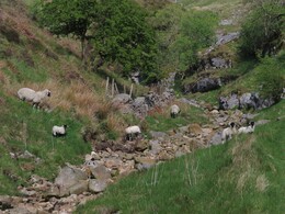 Ease Gill