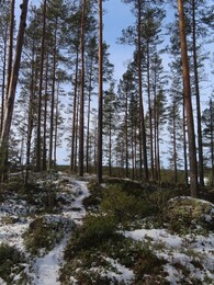     Puukonvuori