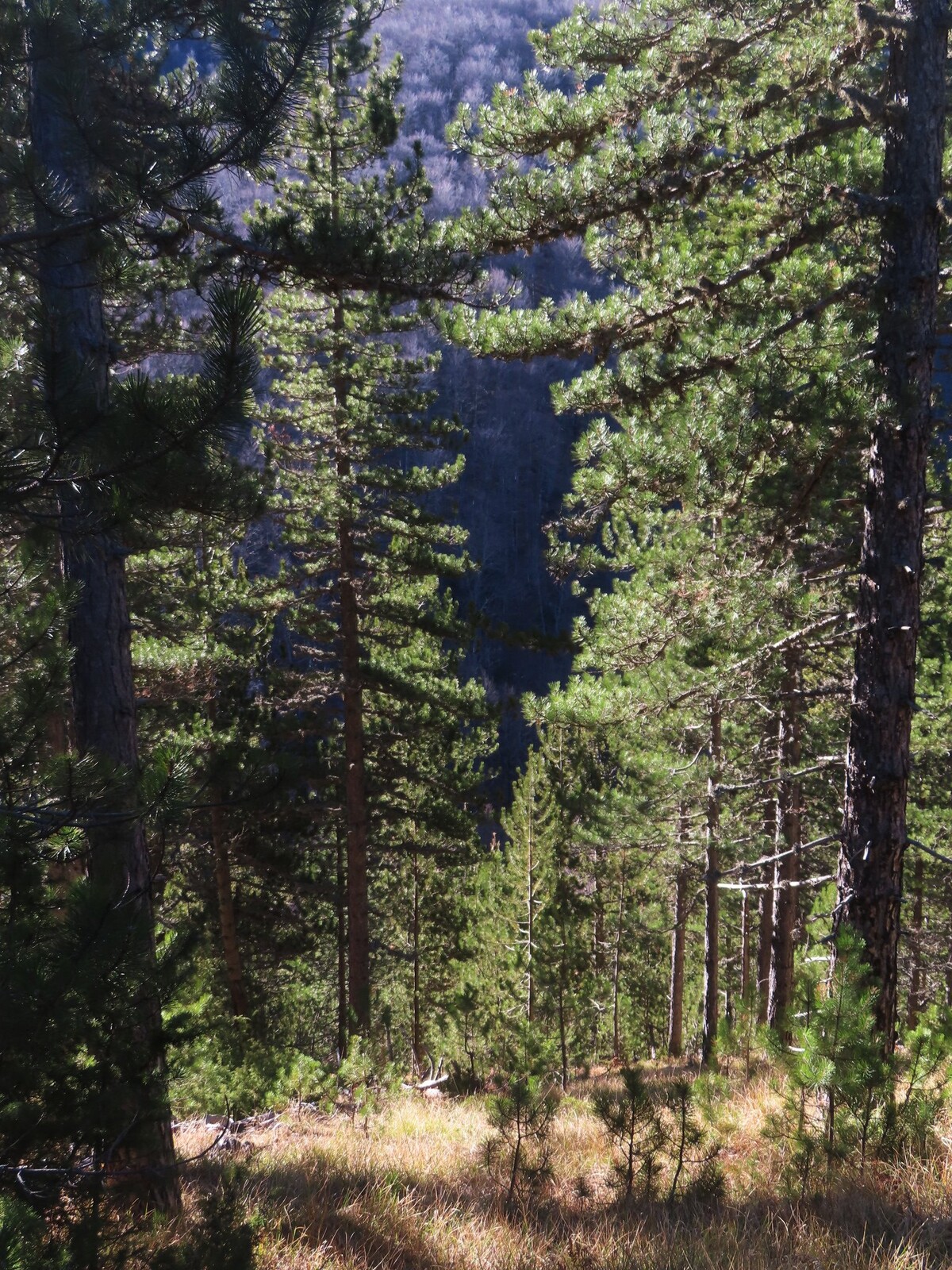 �������� ���