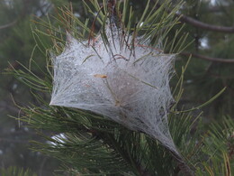 ����� �������� ������� �� ������